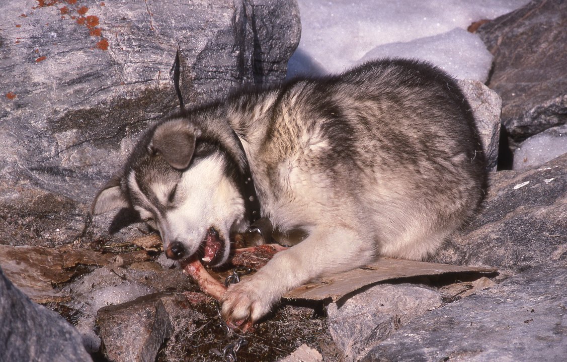 huskies hunting