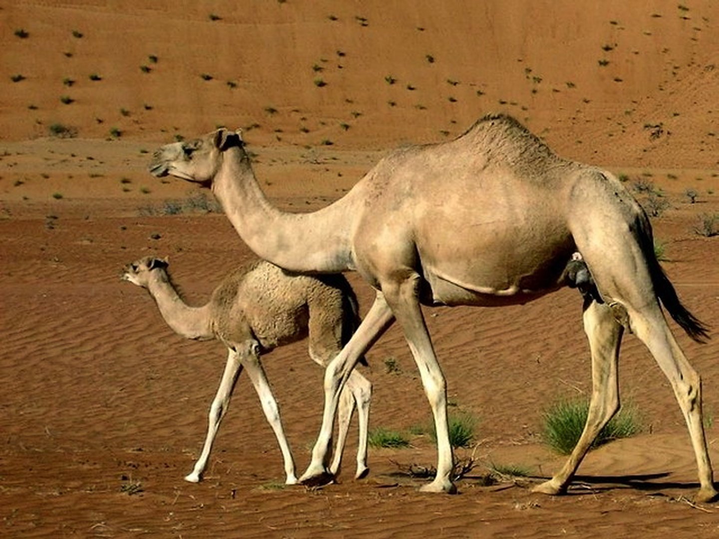 sahara desert animals and plants