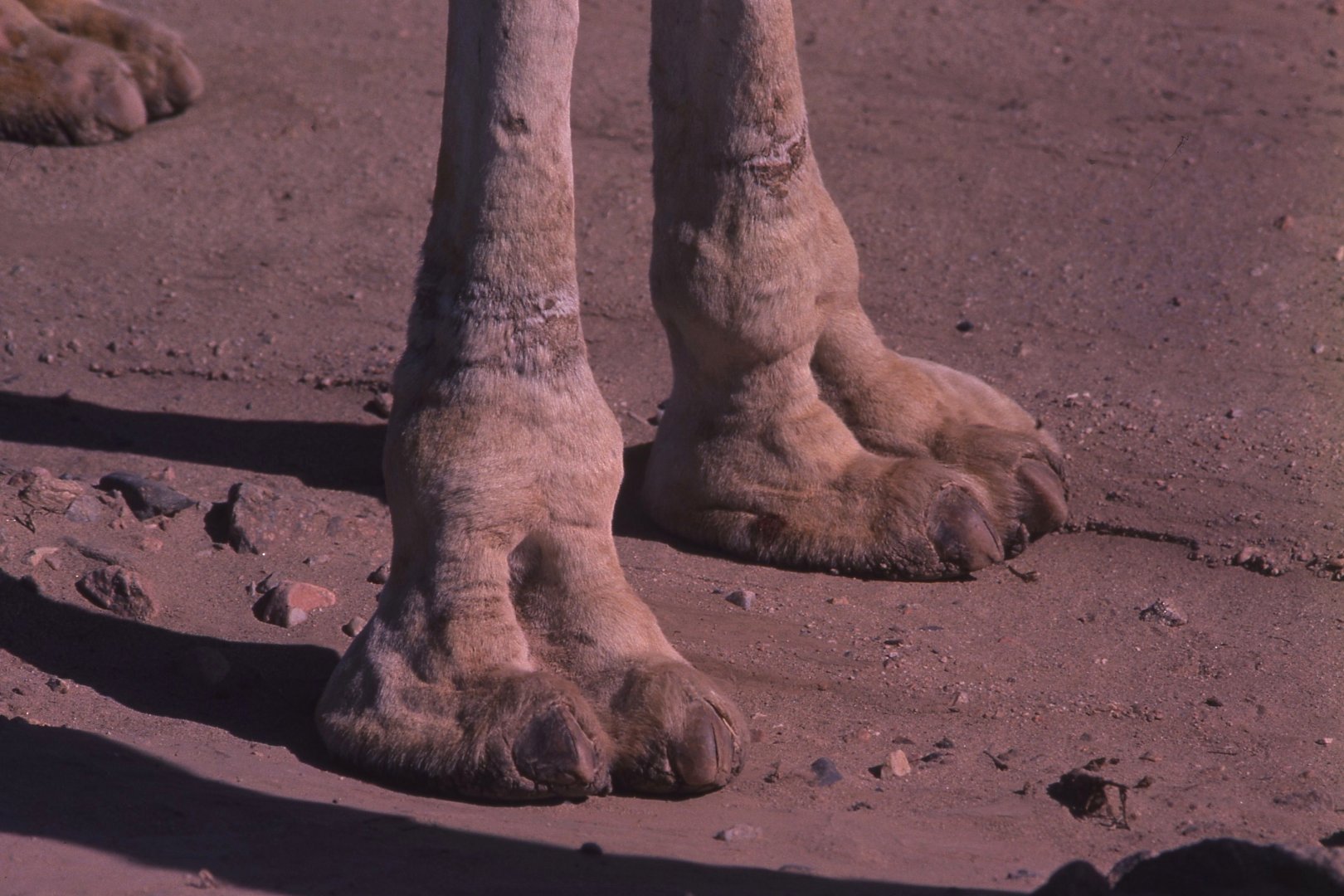 camels hooves