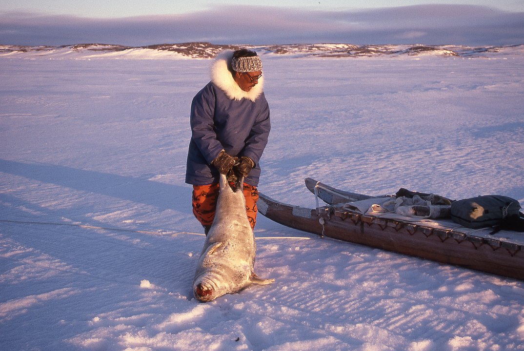 Рыбалка на крайнем севере. Зверобойный промысел на Чукотке. Эскимосы зверобойный промысел. Морзверобойный промысел на Чукотке. Зверобойный промысел Арктика.